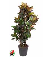 Codiaeum Petra vertakt P34-160