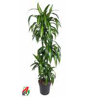 Dracaena Hawaiian 90-60-30-15