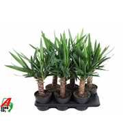 Yucca 30cm stam P15