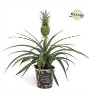 Ananas Mi Amigo Potcover Vitoria