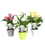 Zantedeschia gemengd Calla mix in Lofly pot