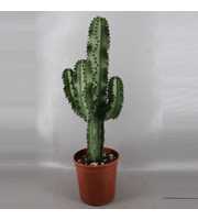 1828I Euphorbia ingens 19 cm