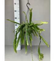 Rhipsalis monocantha