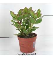 27 Crassula Ovata 12 cm