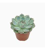 Echeveria parva lindsayana 8,5 cm