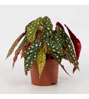 Begonia Maculata Silverspot 12cm