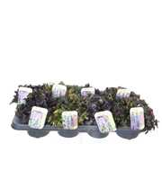 Ajuga reptans mix tray