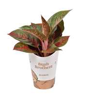 Aglaonema Dark Star