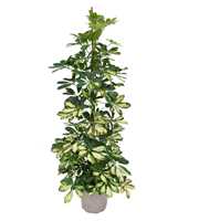 Schefflera dalton P21