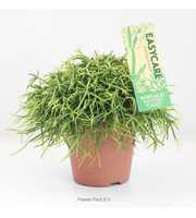 Rhipsalis baccifera 'Oasis'