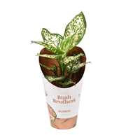 Aglaonema White Star