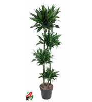 Dracaena Green Jewel 120-90-60-30