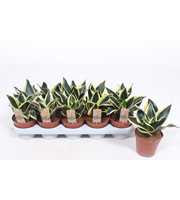 Sansevieria Golden Hahnii Black