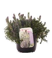 Thymus citr. Silver Queen