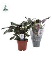 Ctenanthe Burle Marxii