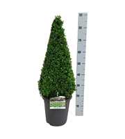 Buxus sempervirens