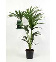 Kentia-Howea Forsteriana, 4 stek p/pot