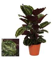 Calathea 19cm Medaillon