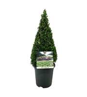 Buxus sempervirens