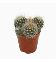 Mammillaria spinosissima 5,5 cm