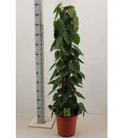 philodendron scandens 120 mosstok