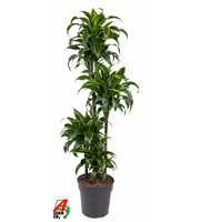 Dracaena Dorado 90-60-30-15