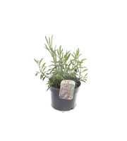 Verbena Lollipop