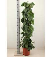 philodendron scandens 150cm