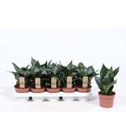 Sansevieria Hahnii Black