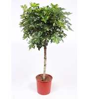 Schefflera Gold Capella