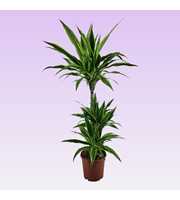 Dracaena lemon lime jumbo 60-30-15 115