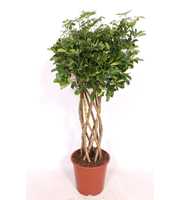Schefflera Gold Capella