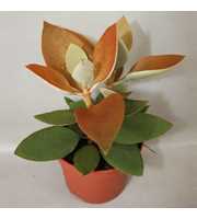 art.196 Kalanchoe Orgyalis 12 cm