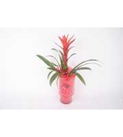 Bromelia klein glas kerst