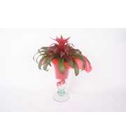 Bromelia IJscoupe kerst