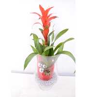 Bromelia Cognacglas kerst