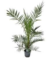 Phoenix canariensis P18 H140