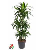 Dracaena Janet Craig 90-carrousel