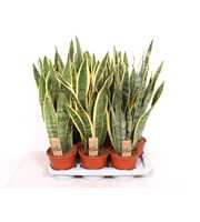 Sansevieria Laurentii