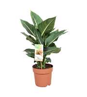 Dieffenbachia Green Magic