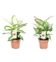 Dieffenbachia gemengd in tray - 2 soorten