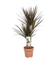 Dracaena Magenta 30-15