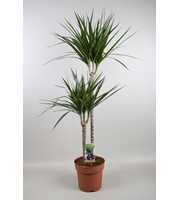 Dracaena Marginata 60-30