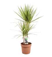 Dracaena Sunray 45-15