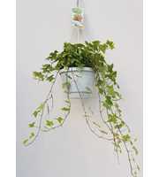 Hedera helix geelbont - hangpot wit / basic