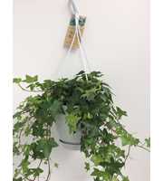 Hedera helix groen - hangpot wit / basic