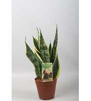 Sansevieria Futura Superba