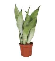 Sansevieria Moonshine