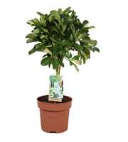 Schefflera Gold Capella - gevlochten stam