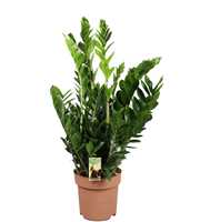 Zamioculcas 7-8 veren - hoogte 100-110